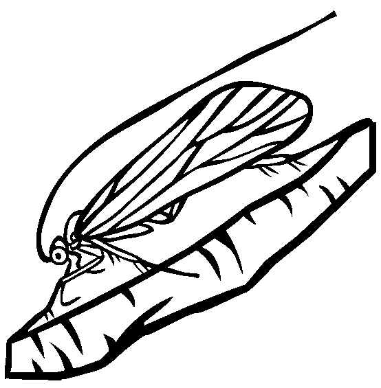 Pszczoły kolorowanki